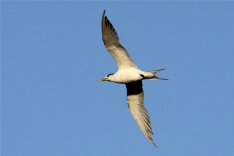 Crested Tern (Thalasseus bergii)